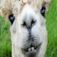 AlpacaAssassina