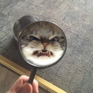 beefcat