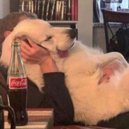 兔兔怎么那么可爱