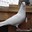 Dove Of Destiny
