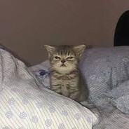 Luci