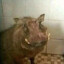 timsvin#vk.com/trprust