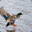 DuckHunter