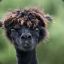 Alfred the Awkward Alpaca