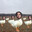 Waka Flocka Geese