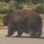 The Big'ASS Bear