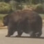 The Big&#039;ASS Bear