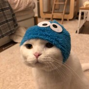 猫猫云