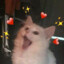 kedi