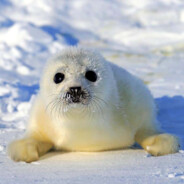 Seal Enthusiast