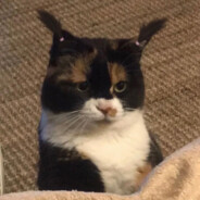 +V看高清无码蟹黄包秘方