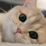 爱玩联盟的夏夏