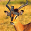 Vlad the Impala