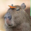 Real Capybara