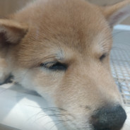 我正在做这个工作