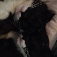 嘎嘎家的小炮娘