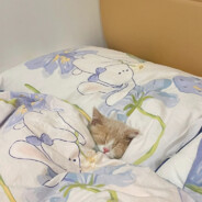 养猫能帮打游戏吗_