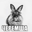 Черемша