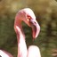 Flakka Flamingo