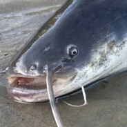 Sum_PospolityCASE.GIFT