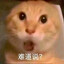 耄耋