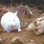 Rabbit O&#039;Caerbannog