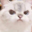 이네