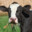 The cow