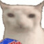 瞎猫