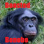 Boosted Bonobo