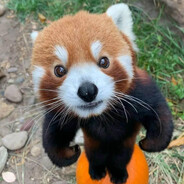 jersas ʕ ᵔᴥᵔ ʔ