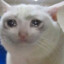 SadCat