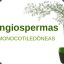 Angiosperma