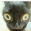 adderall cat