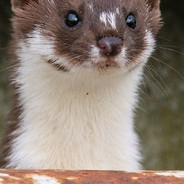 Mustella Artois