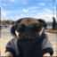 marshalmxi