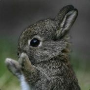 MrBigras avatar