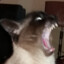 Eduh com um h