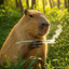 Capybara on Crack