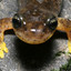 Salamander Slime