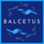 Balcetus