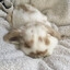 bellanibunni