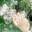fruit Steam avatar