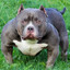 PitBull