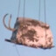 mamut volador