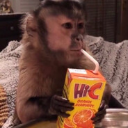 Babymonke