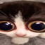 wnu