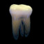 UpperMolar