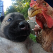 梁山伯与猪乱来