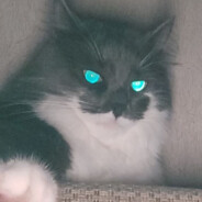avatar Vova_Internet